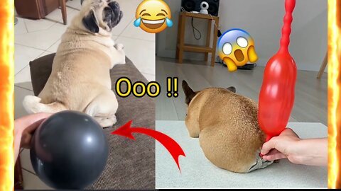 Cats And Dogs Funniest Unique Moments😂, Unseen Moments, Must Watch