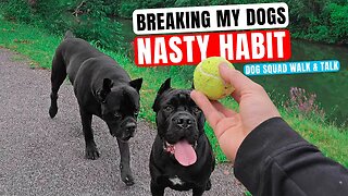 Breaking My Dog's NASTY Habit Cane Corso Dog Squad Walk & Talk