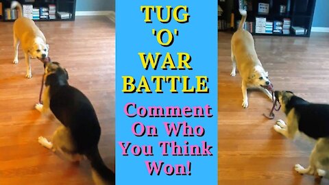 Dog best friends have epic tug-of-war battle
