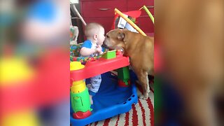 Bulldog and Baby are Buddies