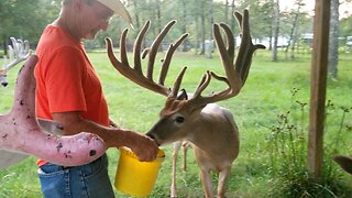 Feeding some of our deer