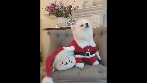 Pomeranian in Santa outfit sings Christmas tunes