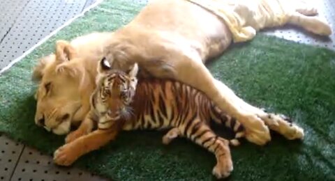 AMAZING FRIENDSHIP BETWEEN TIGER AND LION