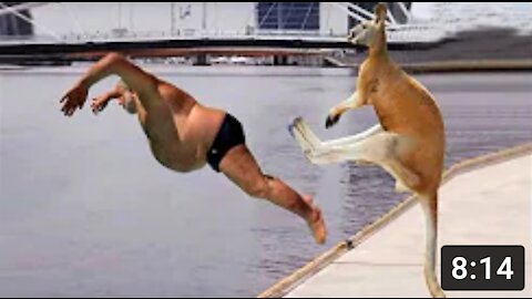 Kangaroo Kicks Man Into Lake!! - Funny Animal Videos _ Try Not To Laugh