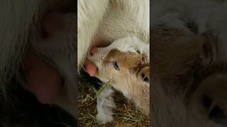 #babygoats #babygoat #goats #homesteading #homestead #farmanimals #farm #farmlife #homesteadlife