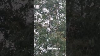 australian koala