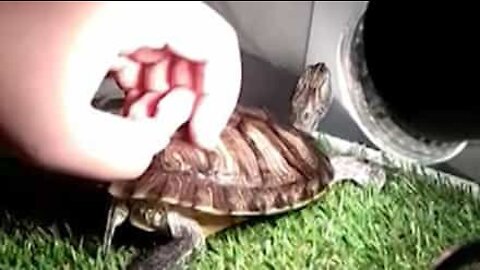 Ever see a turtle that likes being scratched?