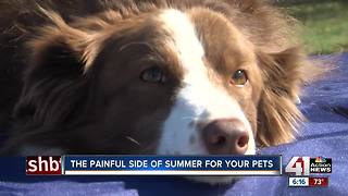 Hot dog! Vets say burned feet common for dogs in the summer