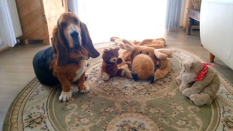 Basset Hound spends quality time with his best friends