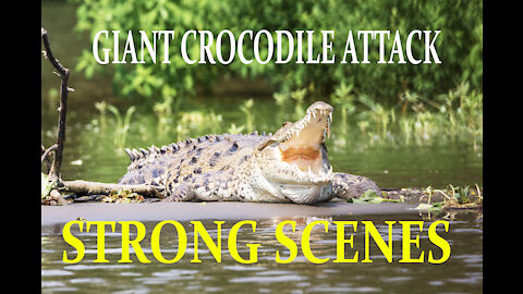 ATTACK OF GIANT CROCODILES IN AFRICA AND ALLIGATORS IN THE AMAZON