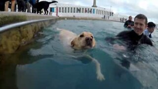 Ce chien fréquente les piscines publiques d'Angleterre