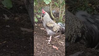 Hanging In The Woods Today #chickens #chickenshorts #chickenlife #backyardchickens