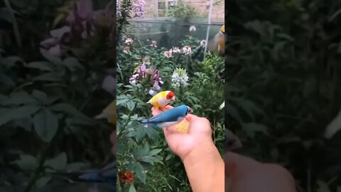 birds singing||nature sounds||Bird morning sound effect||papidonkey||russia ukraine conflict