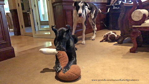 Cat Watches Great Danes Play With Jumbo Turkey Leg Toy