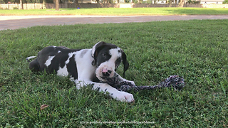 Great Dane Puppy Loves To Chew on Rope Toy ~ the Chew Cam