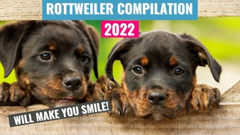The Best Crazy Rottweiler Compilation Videos You'll Find on TikTok