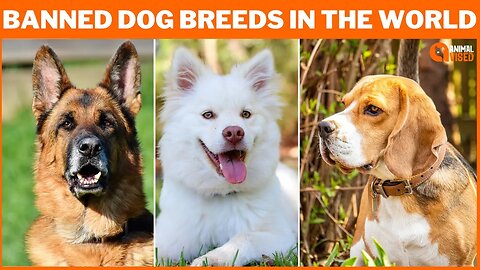 The 10 Most Banned Dog Breeds In The World | What Dog Breeds Are So Dangerous | Animal Vised