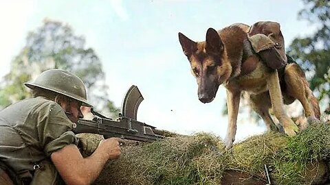 Mark, o Herói de 4 Patas: Entregando Munição e Coragem na Guerra 🐾 #ww2 #guerra #war