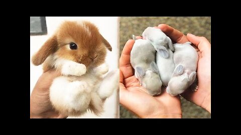 Cute baby animals Videos Compilation cute moment of the animals #15 Cutest Animals 2023