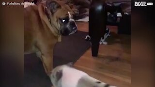 Bulldog infastidito dalla nuova amica, una maialina!