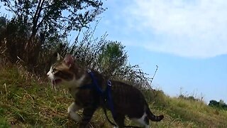 Cat Walks through an Apple Tree Orchard