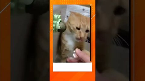 Funny cat fighting for fish😅