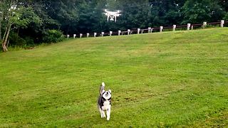 Happy Siberian Husky Chasing and Dancing with a Drone