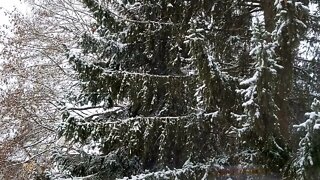 Light Snow Falling in the Forest - Soothing Sounds of Nature - Relaxation and Meditation Video