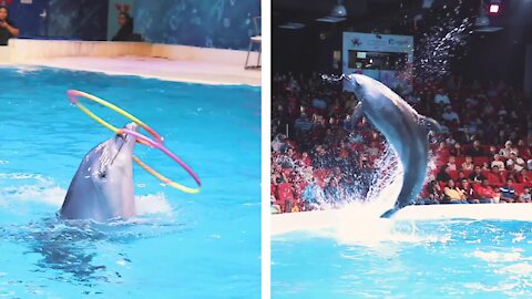 Dolphin Show at Dubai Dolphinarium