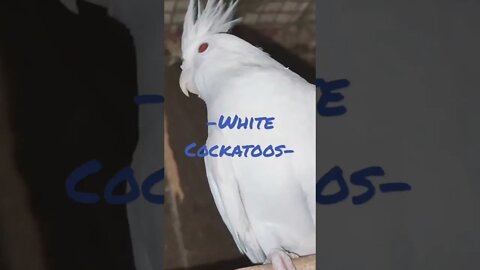 White Cockatoos