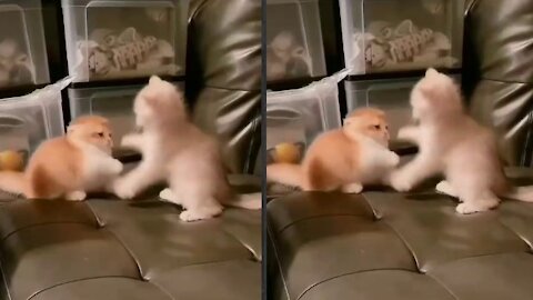 Cute little kittens playing