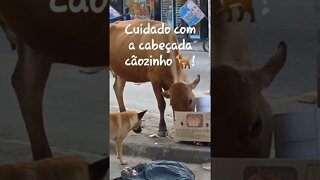 Cuidado com a cabeçada do boi 🐂 cãozinho! #shorts #riodejaneiro