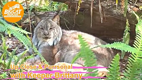 Big Cat Rescue LIVE Q&A with Brittany at Big Cat Rescue 02 22 2023