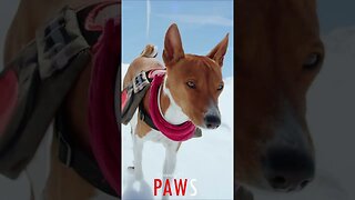 #PAWS - Snow-Prancing Doggy