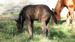 Foal and flies