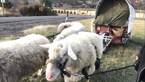 Farmhand Feasts on Weeds & Sheep Milk!