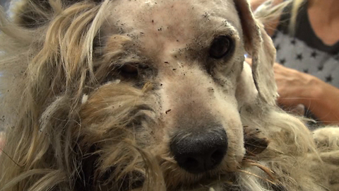 Homeless Dog Gets Saved And Taken Through Incredible Transformation