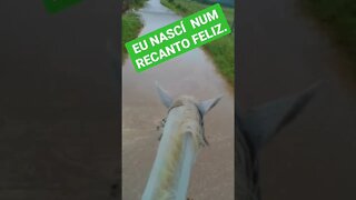 EU NASCI NUM RECANTO FELIZ