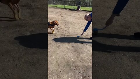 2 balls are better than one! My Fox red lab is ball obsessed!