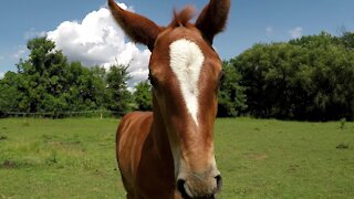 Adorable baby horse bounces and plays in his pasture