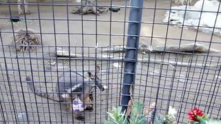 A Kangaroo Plays His Version of Soccer