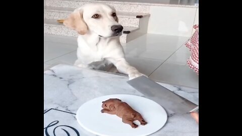 He is worried if he is cut off like this😂 | Funny Dog Video