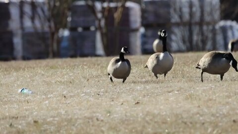 BIRDS HAVING A GREAT TIME