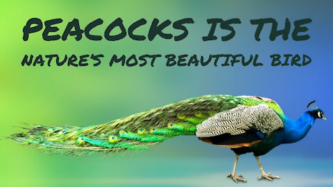 Peacocks is the nature's most beautiful bird