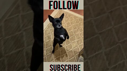 dancing chihuahua