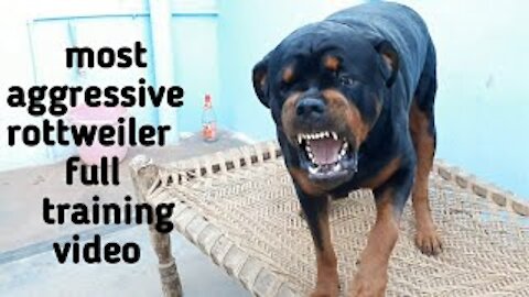 Rottweiler dog funny video ❤️