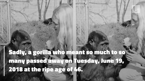 Koko the Gorilla Who Mastered Sign Language Dies at 46