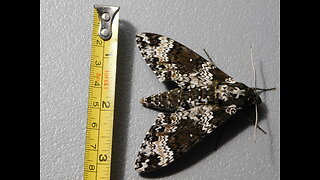 Giant Sphinx Moth