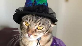Magician cat pulls off disappearing trick