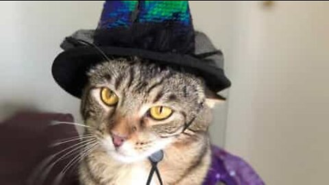 Magician cat pulls off disappearing trick